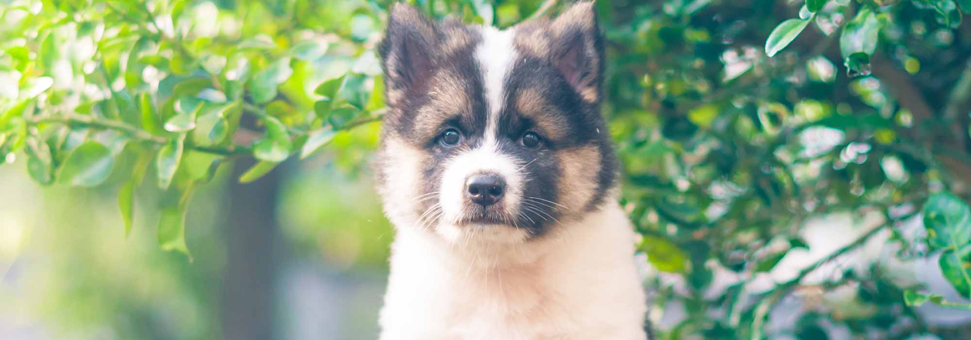 Cute Dog and Lemon Tree