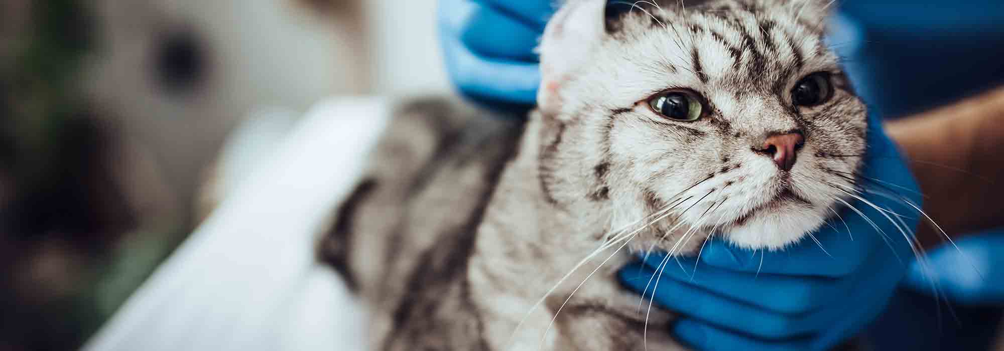 Beautiful Leopard Cat Hunting Outside