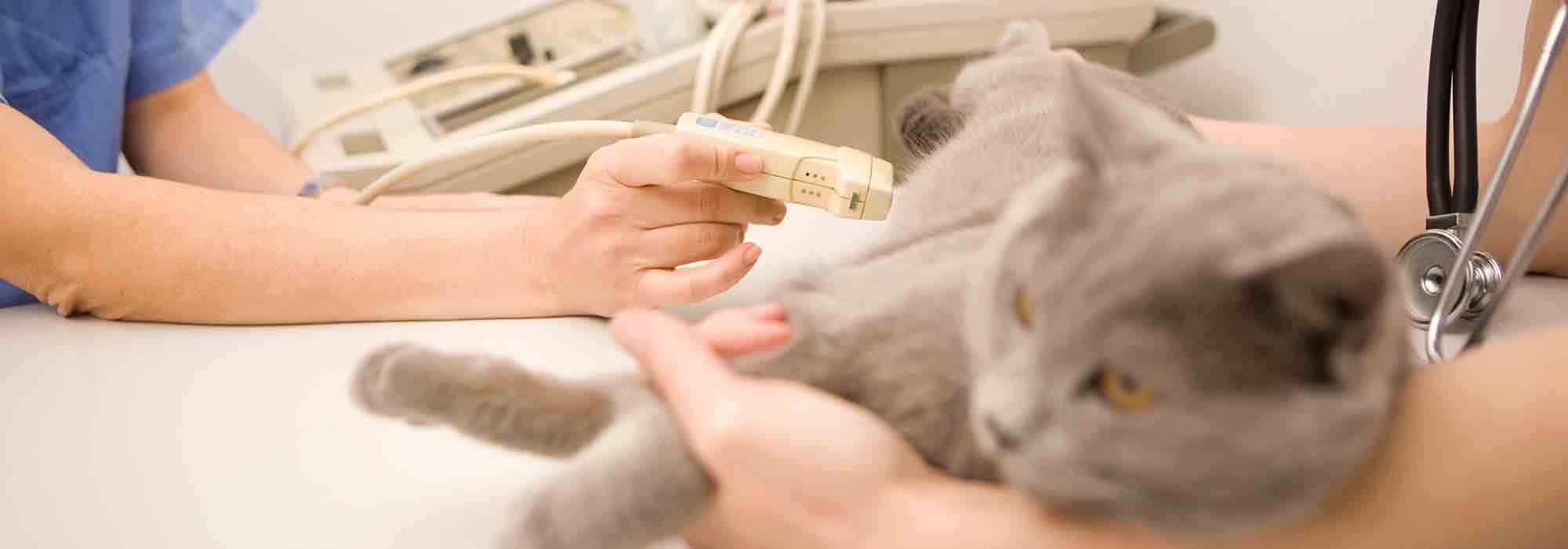 Beautiful White Angora Cat
