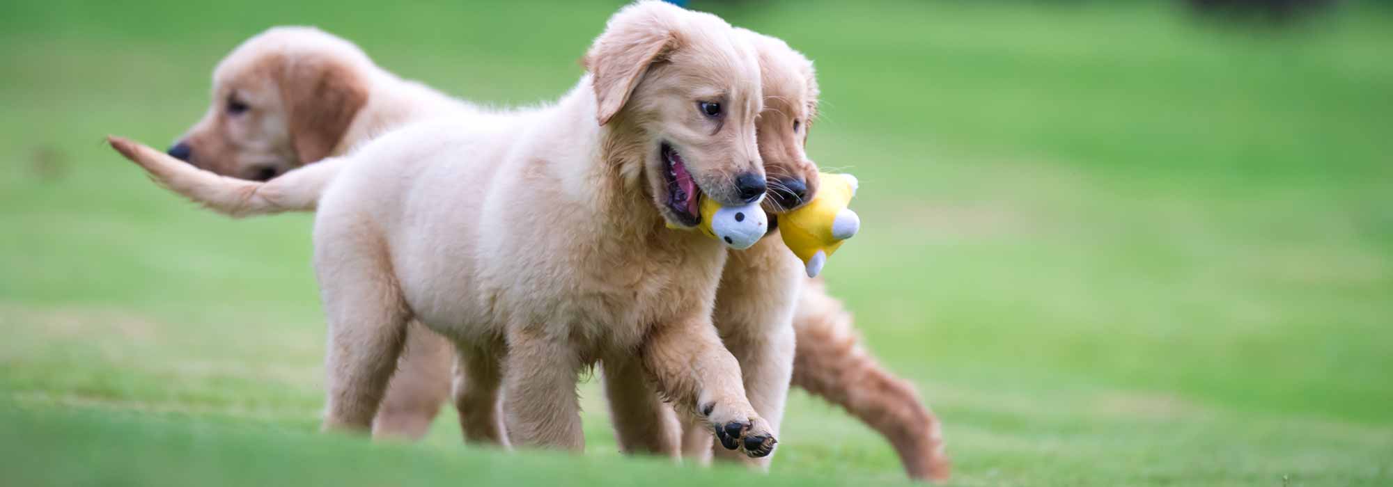 Puppies Playing Outside