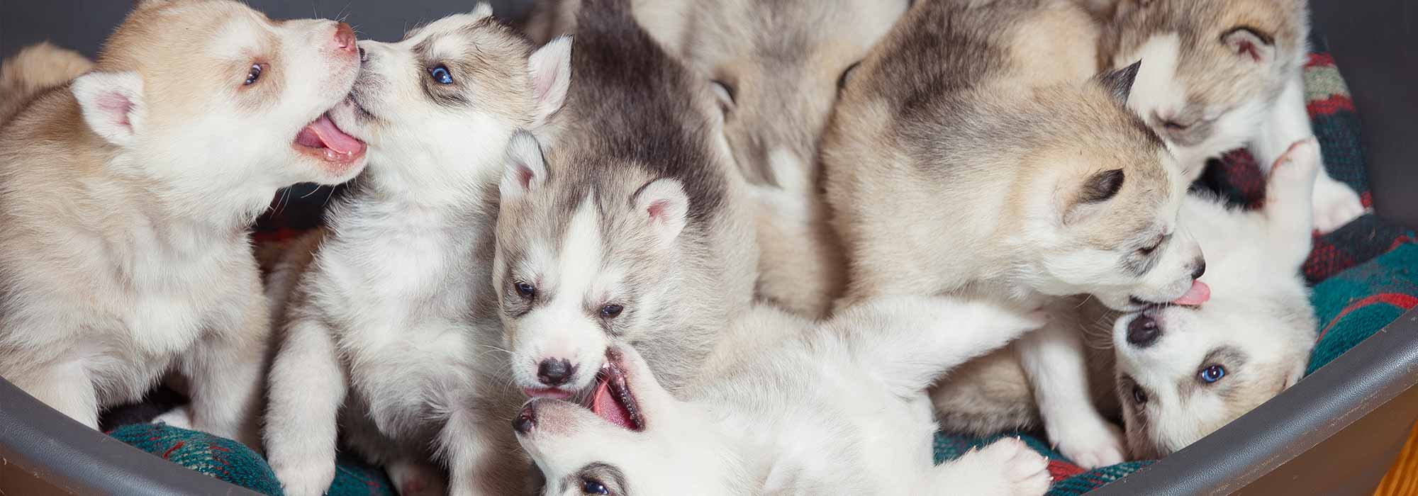 Blue Eyed Puppies Playing