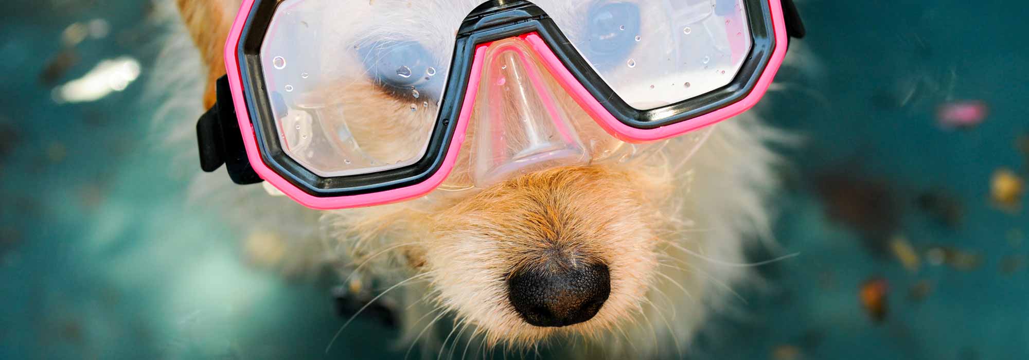 Cute Dog with Water Goggles