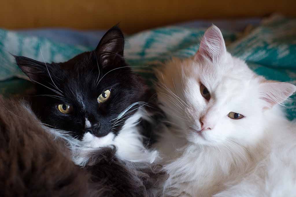 Two cats Two cats