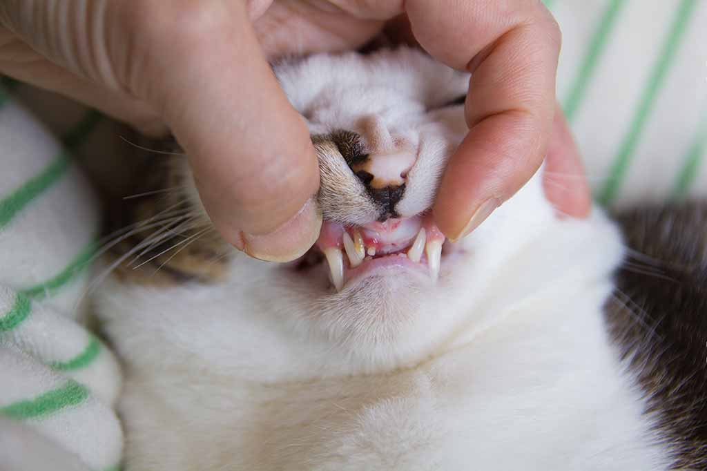 Checking Teeth Of Cat, periodontal disease, Close-Up Checking Teeth Of Cat, periodontal disease, Close-Up
