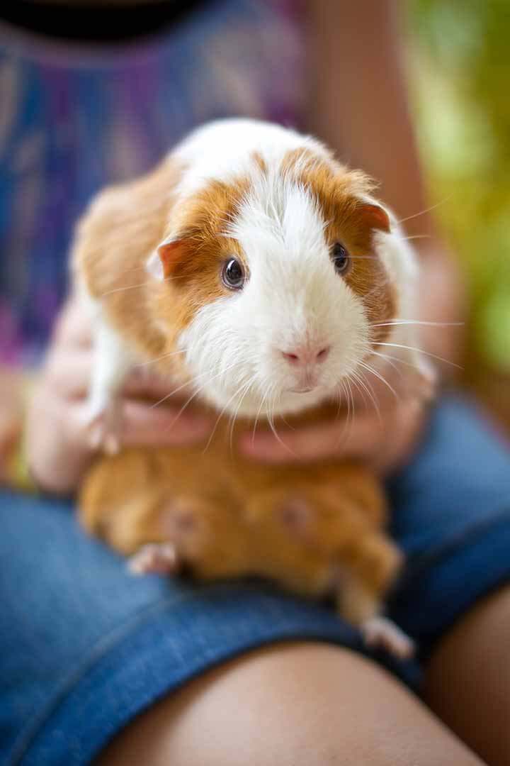 Guinea Pig Being Held By Girl Outdoors Guinea Pig Being Held By Girl Outdoors