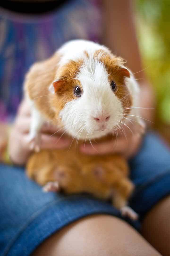 Guinea Pig Being Held By Girl Outdoors