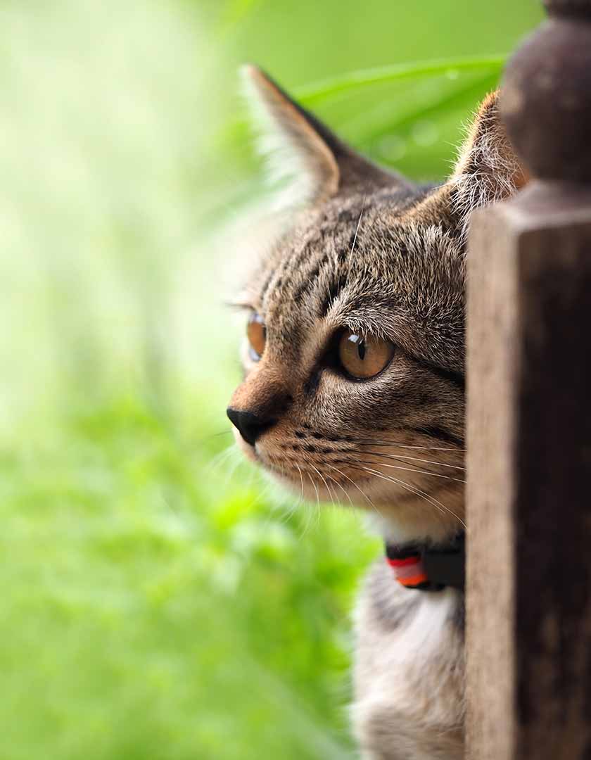 Cute Kitten Cute kitten