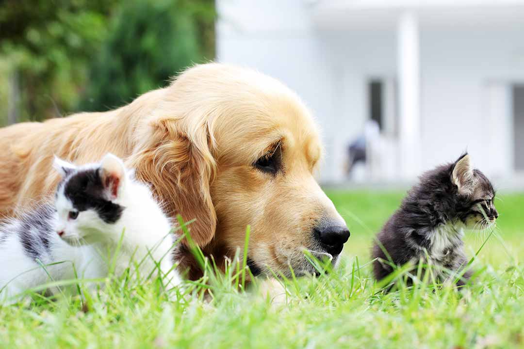 Dog and little cats together Dog and little cats together