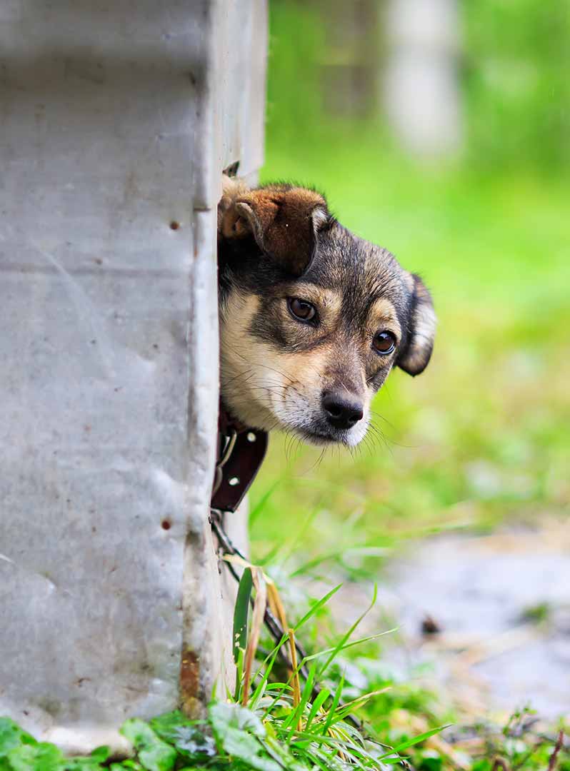 Curious dog funny peeking out of his booth in rainy weather Curious dog funny peeking out of his booth in rainy weather