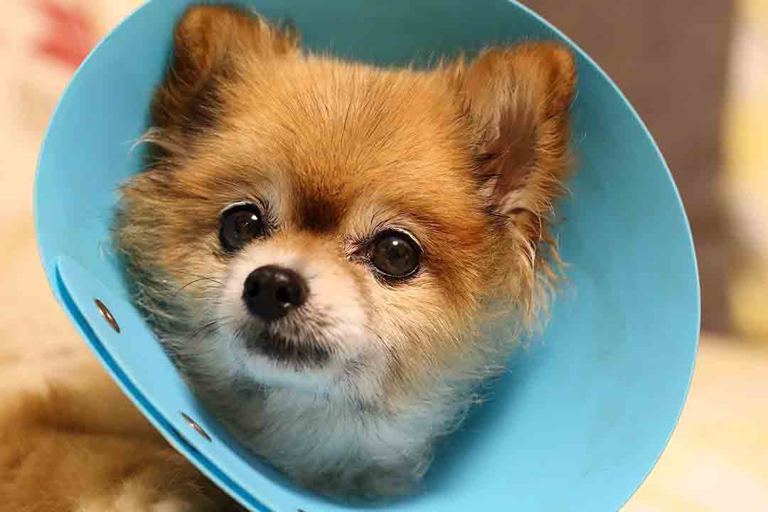 Dog in the animal hospital Dog in the animal hospital