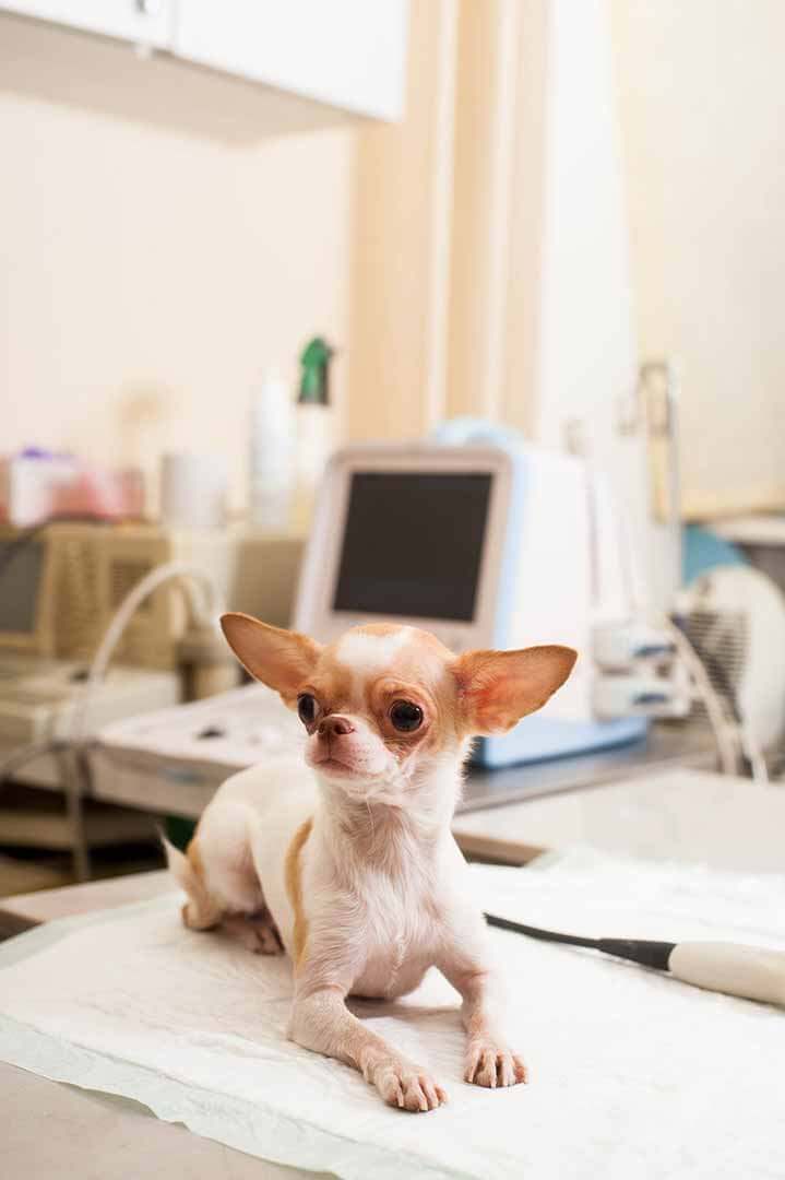 Small dog in animal hospital