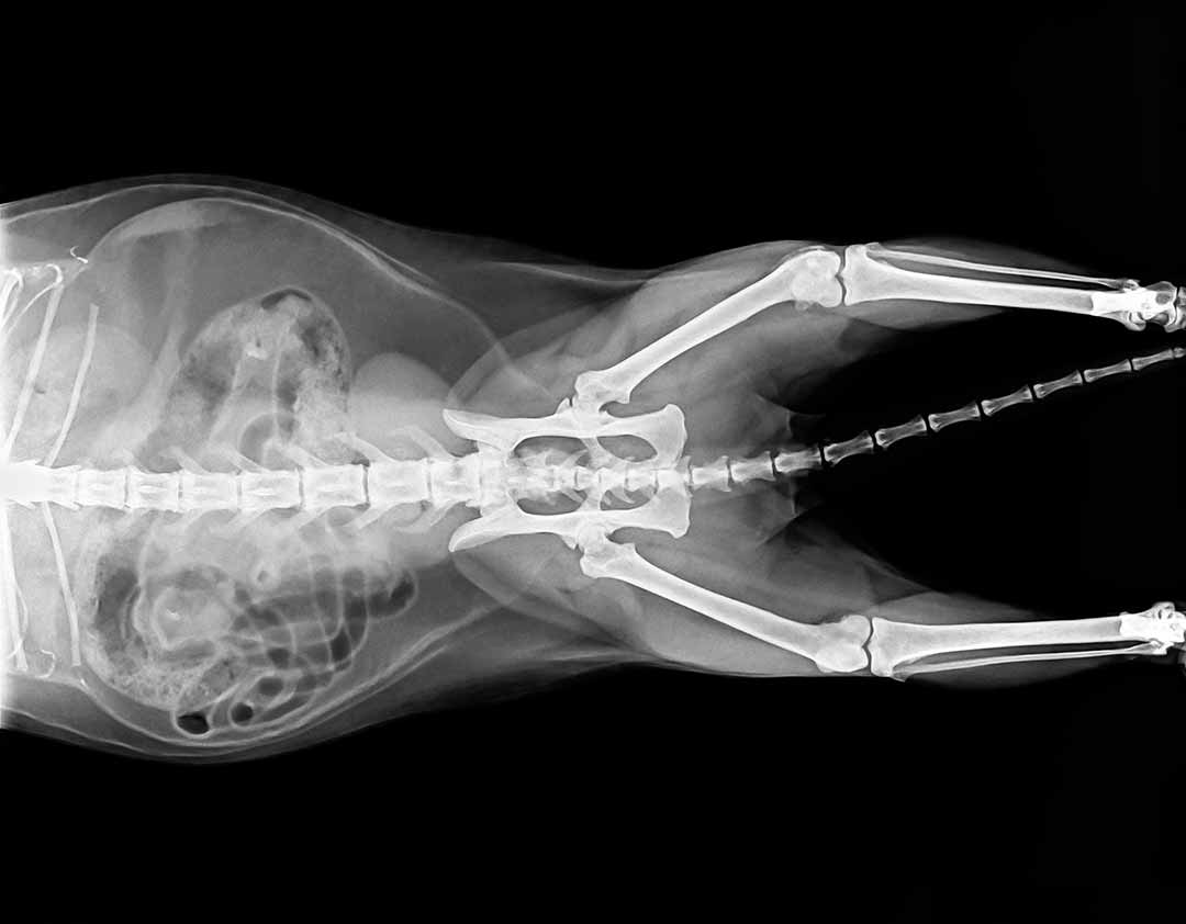 X-ray plate of cat